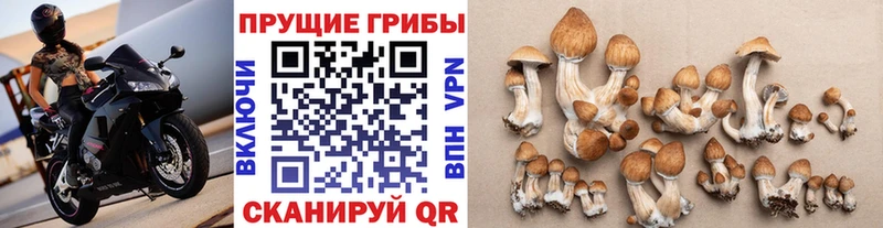 Псилоцибиновые грибы ЛСД кракен зеркало Новошахтинск